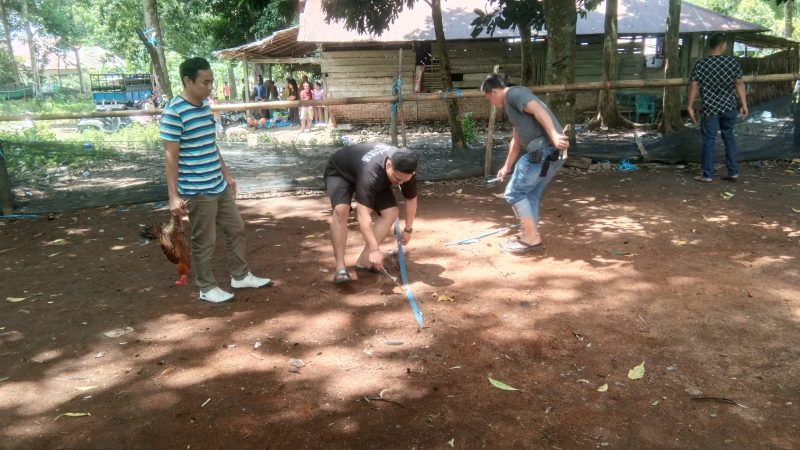 Arena Judi Sabung Ayam Dibubarkan Petugas 