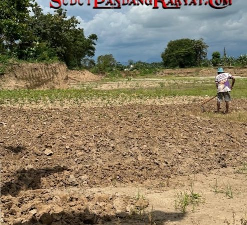 Pencetakan Sawah Dilingkungan Girang Giring Sukses, Petani Ucapkan Terimakasih