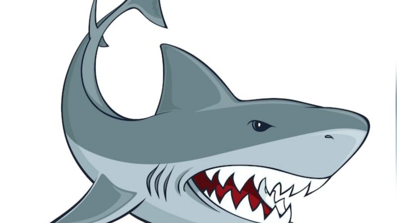 Gudang PT Hiu Delapan-Delapan di Takalar Diduga Terlibat Produksi Sirip Hiu